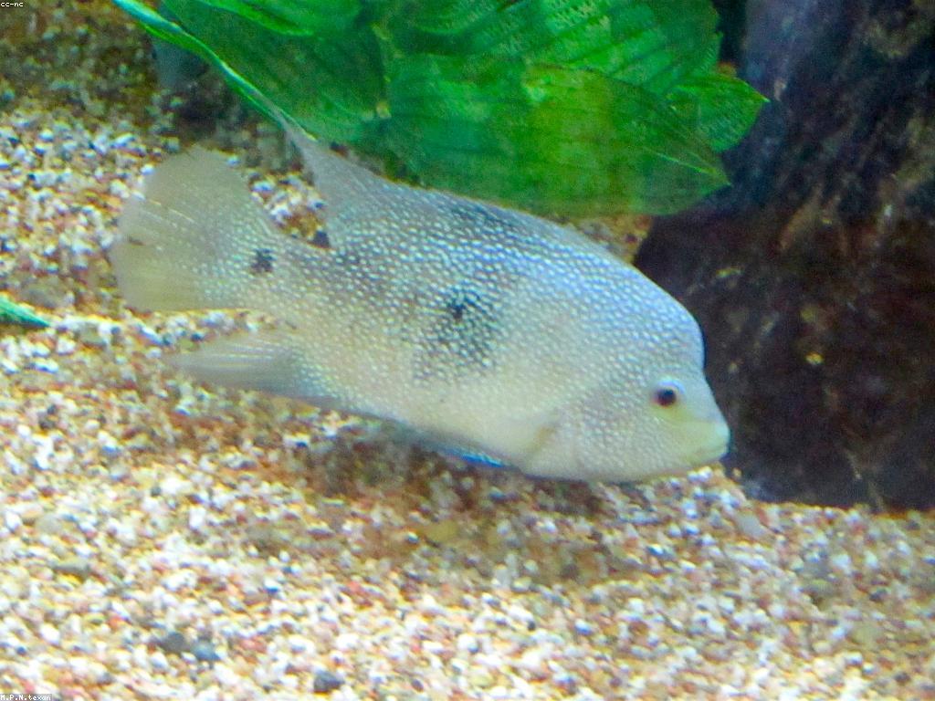 ការថែទាំត្រី: គន្លឹះសម្រាប់ការតាំងរោងត្រី