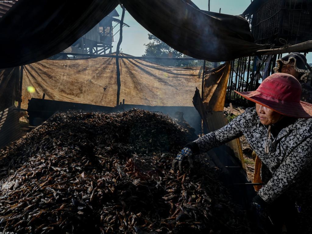 ត្រីពិសេស៖ អត្ថប្រយោជន៍អាហារូបត្ថម្ភដែលមិនគួរបង្ហាញ