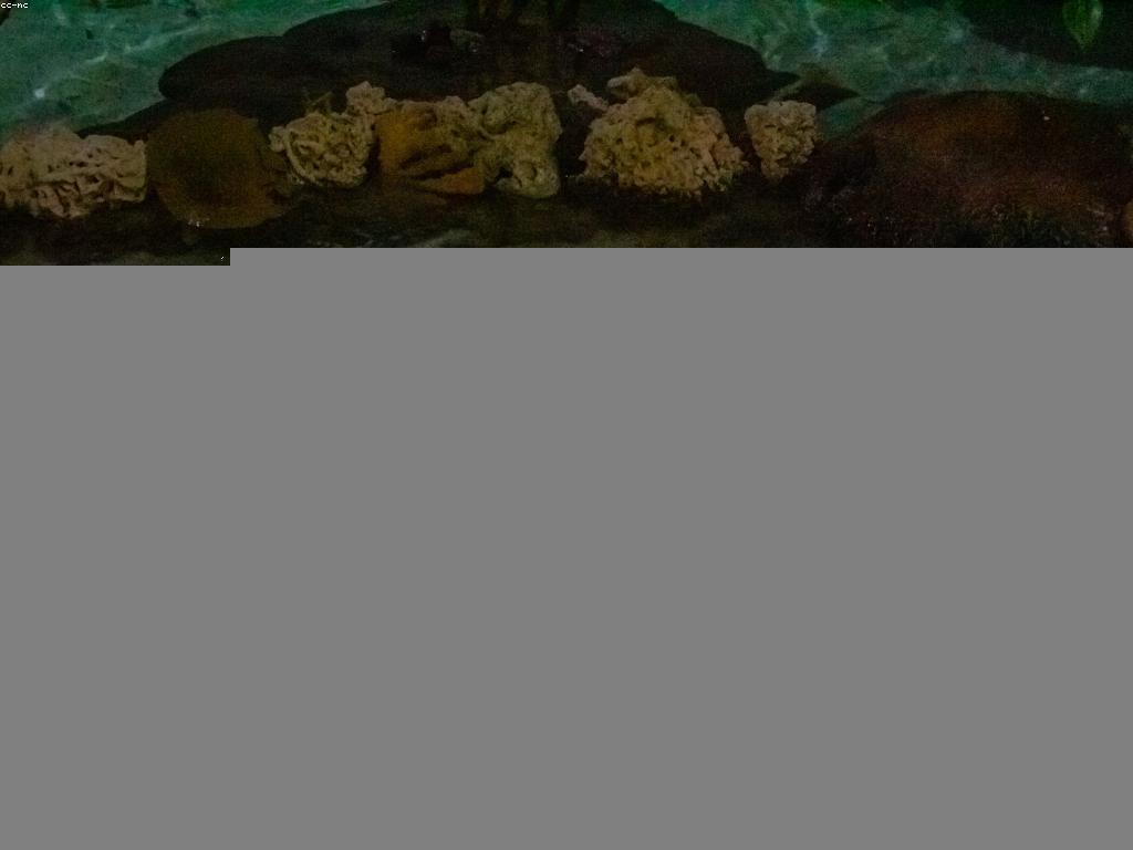 ការថែទាំទឹកក្នុងអាងត្រី