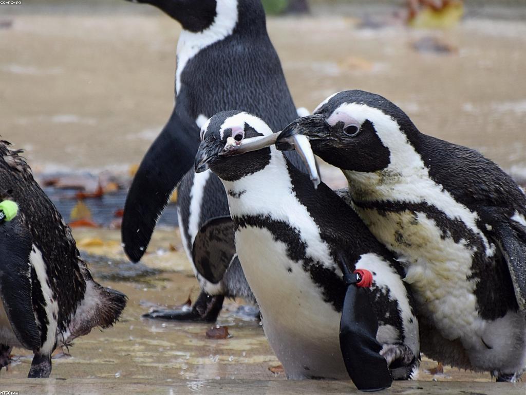 អាហារត្រីនិងការរស់រវើកចំណីបរិស្ថាន