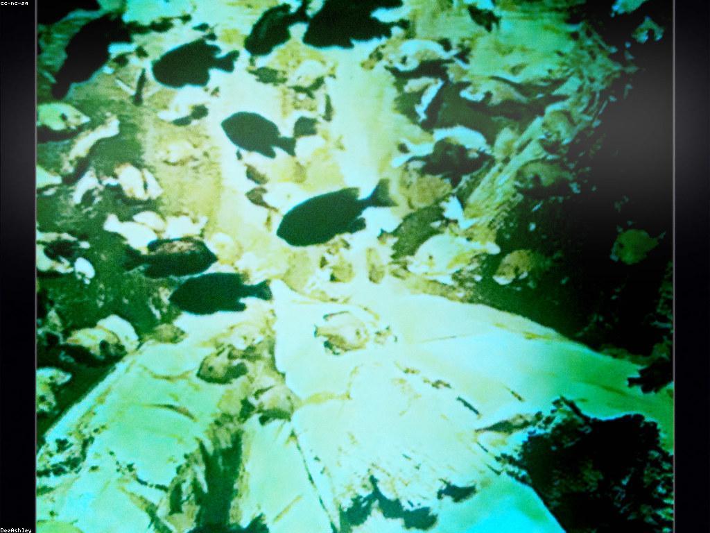 ការថែទាំត្រី: សម្រង់ពន្លឿនសម្រាប់អ្នកស្រលាញ់ត្រី